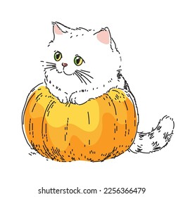 Fat fluffy kitten on a pumpkin. Cute Pet for Halloween or Thanksgiving. Sketch of a white baby cat. hand drawn vector illustration