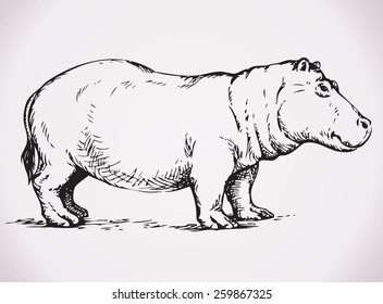 Fat hippo standing on land. Hippopotamidae is herbivore mammal living in streams, lakes and swamps. Vector freehand ink drawn background sketchy in art scribble style pen on paper with space for text