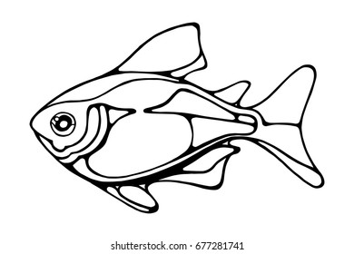 Fat lake fish. Black and white graphics isolated on a white background.