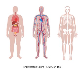 Fat man skeleton, internal organs, circulatory system anatomy. Anatomical structure of human body front view. Vector isolated flat illustration of skull, bones, blood vessels in body. medical banner.