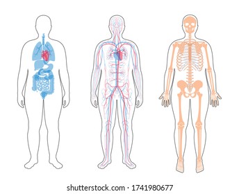 Fat man skeleton, internal organs, circulatory system anatomy. Anatomical structure of human body front view. Vector isolated flat illustration of skull, bones, blood vessels in body. medical banner.