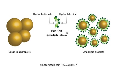 Fat Molecule, Lipid droplets, Lipid Digestion. Bile salt emulsification.  Gallbladder. Micelle formation. Colorful scientific diagram. Vector Illustration.