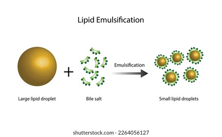 Fat Molecule, Lipid droplets, Lipid Digestion. Bile salt emulsification. Gallbladder. Micelle formation. Colorful scientific diagram. Vector Illustration.