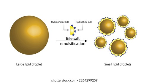 Fat Molecule, Lipid droplets, Lipid Digestion. Bile salt emulsification. Gallbladder. Micelle formation. Colorful scientific diagram. Vector Illustration.