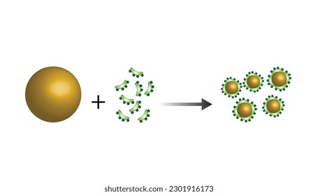 Fat Molecule, Lipid droplets, Lipid Digestion. Bile salt emulsification. Gallbladder. Micelle formation. Colorful scientific diagram. Vector Illustration.