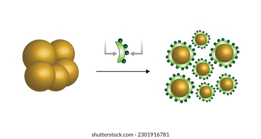 Fat Molecule, Lipid droplets, Lipid Digestion. Bile salt emulsification. Gallbladder. Micelle formation. Colorful scientific diagram. Vector Illustration.