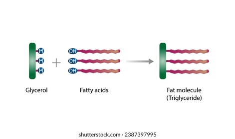 Fett Molecule, Triglycerid. Fettsäuren und Glyzerin. Farbiges wissenschaftliches Diagramm. Vektorgrafik.