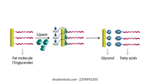 Fat Molecule, triglyceride, Lipid Digestion. Lipase enzyme catalyzes the hydrolysis of fats to Fatty Acids And Glycerol. Colorful scientific diagram. Vector Illustration.