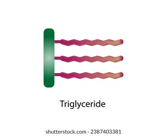 Fat Molecule, triglyceride, Lipid Digestion. Fatty Acids And Glycerol. Colorful scientific diagram. Vector Illustration.