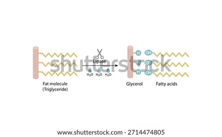 Fat Molecule, triglyceride, Lipid Digestion. Lipase enzyme catalyzes the hydrolysis of fats to Fatty Acids And Glycerol. Colorful scientific diagram. Vector Illustration.