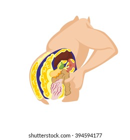 Fat person body fat on belly in cross section. Illustration vector in the body men suffering from obesity. The obesity of internal organs.