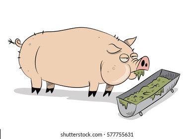 Fat pig eating