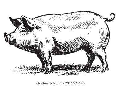 Fat pig in graphic style Farming and animal husbandry illustration