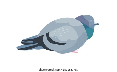 Fat Pigeon Flat Vector Illustration Overweight Stock Vector (Royalty ...