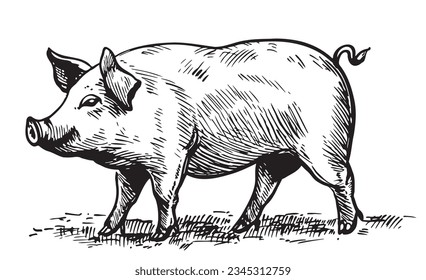 Fat piglet in graphic style Farming and animal husbandry illustration