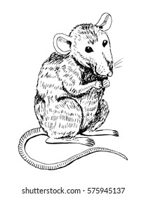 Fat rat sitting. Sketch, black and white.