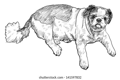 Fat shihtzu is layin down