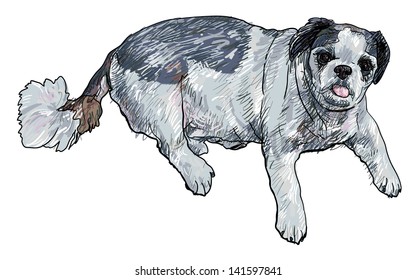 Fat shihtzu is layin down