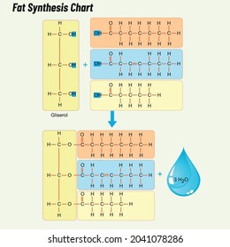 Fat Synthesis Chart. Biology shape vector