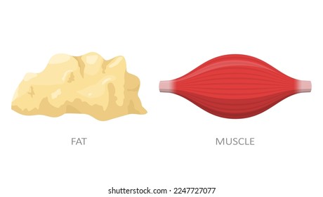 Fat tissue and muscle isolated on white background. Concept of diet, weight loss. Anatomy vector illustration