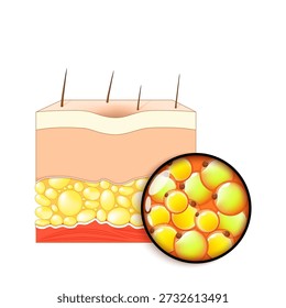 Tecido adiposo sob a pele. Close de adipócitos. Células de gordura. Ilustração vetorial. Diagrama médico