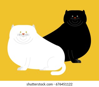 Fat white and black cat isolated. Big Thick pet home