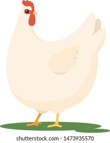 Fat white chicken vector illustration. Flat cartoonish rooster with red cockscomb isolated on white background. Funny male bird.