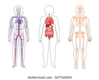 Fat Woman Skeleton, Internal Organs, Circulatory System Anatomy. Anatomical Structure Of Human Body Front View. Vector Flat Illustration Of Skull, Bones, Blood Vessels In Body. Medical  Banner
