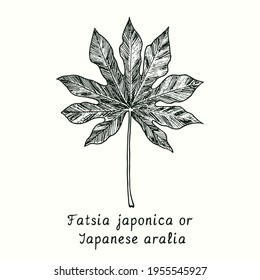 Fatsia japonica or Japanese aralia leaf. Ink black and white doodle drawing in woodcut style.