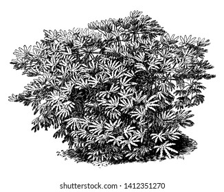 Fatsia Japonica is native to southern Japan, also known as paperplant or Japanese aralia. Fatsia Japonica is a species of flowering plant in the family Araliaceae, vintage line drawing or engraving