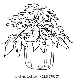 Fatsia japonica plant in a flowerpot. Indoor plant vector doodle illustration. Line hand drawn art.