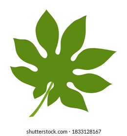 Fatsia leaf. Isolated on white background. Vector illustration.