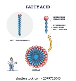 Fatty acid molecule with micelle and side view structure outline diagram. Labeled educational chain with hydrophobic nonpolar tail and hydrophilic polar head vector illustration. Isolated closeup.