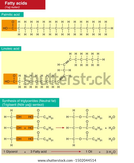 Fatty Acids Saturated Fatty Acids Synthesis Stock Vector (Royalty Free