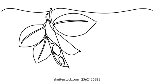 Fava beans simple color vector illustration. One continuous line art drawing with lettering organic fava beans, pro vector illustration isolated on white background.  beans vector pattern for vegan.