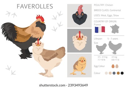 Faverolles Chicken breeds clipart. Poultry and farm animals. Different colors set.  Vector illustration