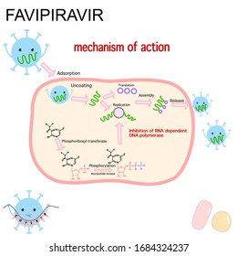 Favipiravir,The mechanism of action of favipiravir is novel compared to existing influenza antivirals that primarily prevent entry and exit of the virus from cells.