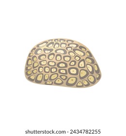 Favites flexuosa on a white background, sea life, vector illustration.
