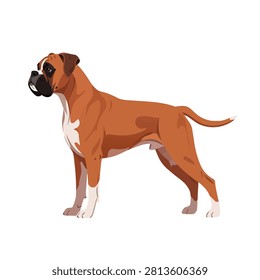 Fawn Boxer dog standing in side profile, isolated on white background, vector illustration style.