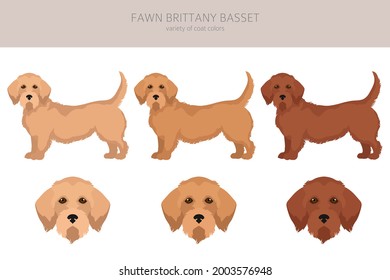 Fawn brittany basset clipart. Basset fauve de bretagne. Different coat colors and poses set.  Vector illustration