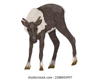 Fawn caribou Rangifer tarandus. Wild animals of the tundra and taiga. realistic vector