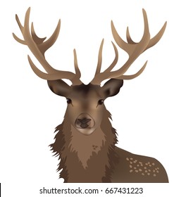 Fawn deer portrait with horns isolated on white background. Vector illustration.