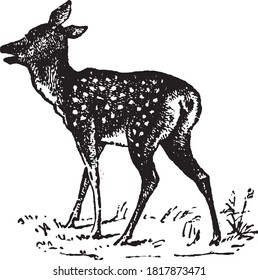 Fawn, From the Dictionary of Word and Things, 1888.