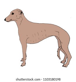 Fawn greyhound. Vector illustration. 