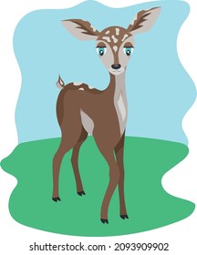 fawn on a green meadow full-face view