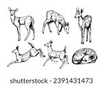 Fawn. small forest deer. set of realistic illustrations, hand drawn vector sketches