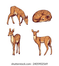 Fawn. kleiner Waldhirsch. Satz realistischer Illustrationen, handgezeichnete Vektorgrafiken