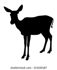 Fawn standing vector isolated on white background . Black silhouette.