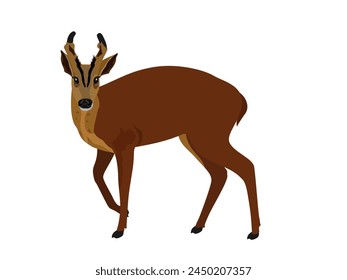 Fea's muntjac on a white background.