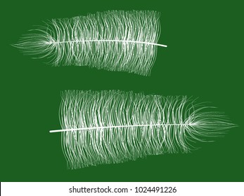Feather. Beautiful Hand Drawn Beard Feather. White Feather Isolated. Fluff.